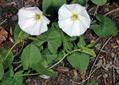 European bindweed